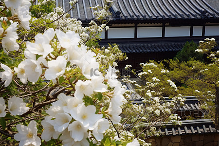 古建筑围墙背景图片_花园里的白花，亚洲房子里有围墙
