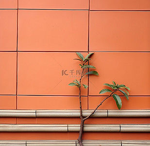 LMS多可爱你的分支背景图片_橙色瓷砖墙前的植物分支