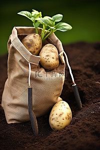 土豆薯塔背景图片_将装有泥土的纸袋中的两个土豆放入单独的袋子中