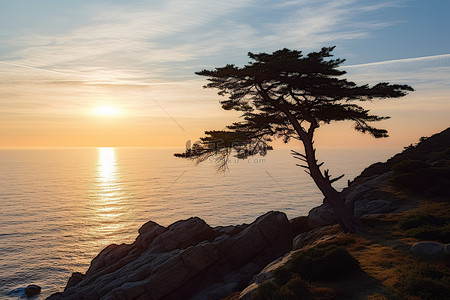 一棵树高高矗立，俯瞰着海洋阳光和岩石悬崖