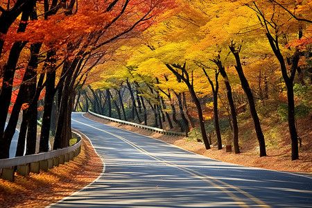 一条狭窄的道路，两旁种满了秋天的树木