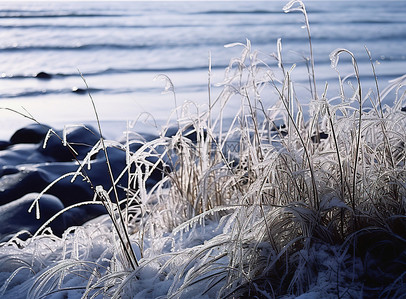 海滩沿岸冰冻的灌木丛和草地