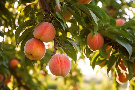 庄稼已经熟了背景图片_果园树上挂着桃子