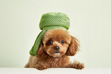 保鲜冰袋背景图片_头上戴着绿色毛巾的棕色小狗
