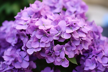 这些紫色的花是最美丽的紫色花