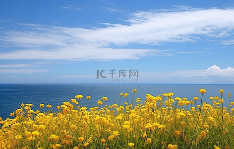 蓝天和海背景图片_油菜花蓝天花和黄色海洋