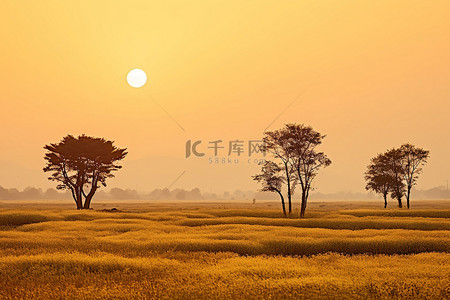 日落在黄色的草和树的田野上