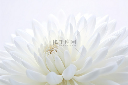 白色背景上一朵白花的图像