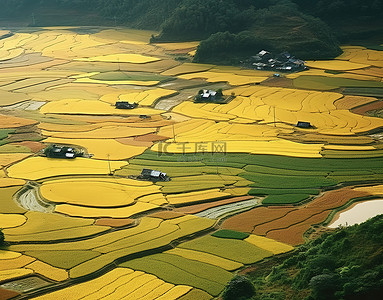 被稻田包围的田野的鸟瞰图