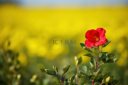袋装油菜籽背景图片_油菜黄绿色田里的红花