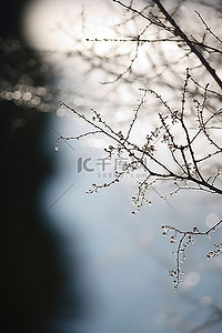 小枫叶背景图片_树附近的小树枝
