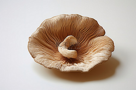 白盘上的棕色真菌