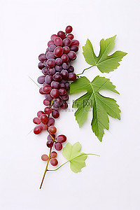 天降福利背景图片_白色背景中的葡萄和葡萄叶