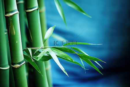 竹子 绿色竹子 竹叶背景