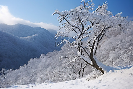 蓝色树枝背景图片_山坡上的树枝被雪覆盖