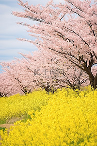 春天背景樱花背景图片_2012年4月23日日本人民庆祝春天的时代的樱花景观