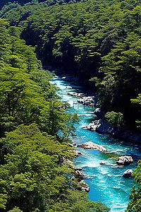 Ro de la vita 是一条流经森林的河流