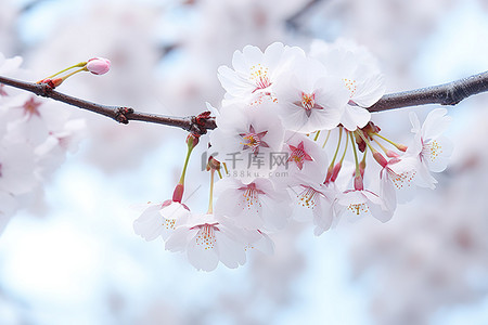 白色的花朵背景图片_樱花树有粉红色和白色的花朵