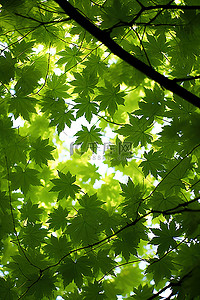 照片在一些亮绿色的叶子下面