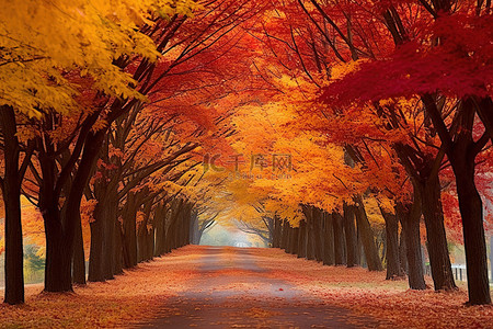 一条黄色的道路，两旁是五颜六色的树木和树叶