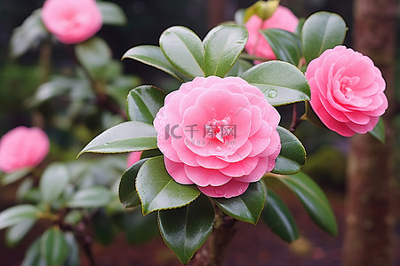 山茶花，花是粉红色的，开着绿色的叶子