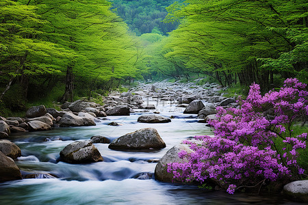 沙巴背景图片_一条在树木和鲜花旁边流淌的河流