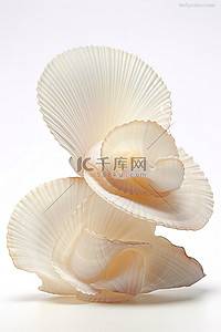 一堆贝类背景图片_白色背景上的一堆扁平贝壳
