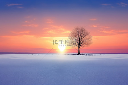 孤独企鹅背景图片_夕阳背景下，一棵孤独的树矗立在雪中