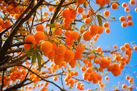 果树景观背景图片_橙色的果实挂在树枝上