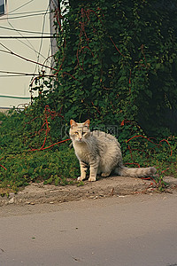 红白相间的猫坐在路牌附近