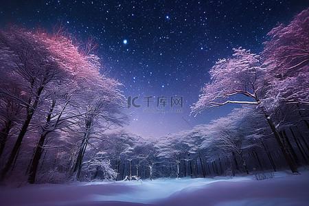夜晚有星星的雪覆盖的森林