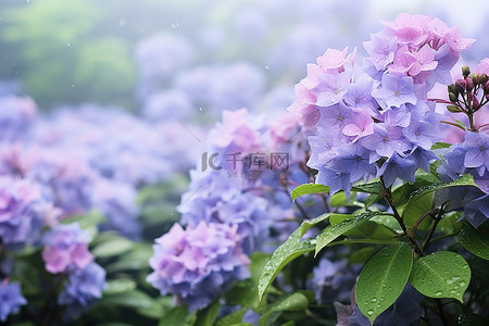 夏天开花背景图片_开花植物的图像