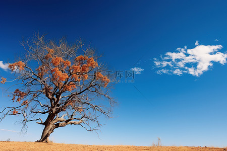秋天柿子树背景图片_蓝天上一棵美丽的树