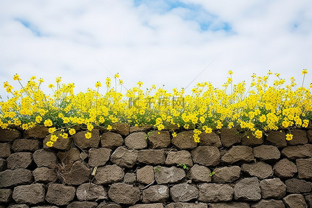 有黄色花朵和云彩的墙壁