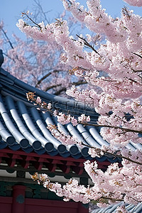 寺庙旅行背景图片_瓦顶和樱花的寺庙