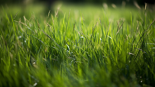 卡通草地和小花背景图片_草地自然植物翠绿