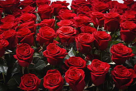 几十朵红玫瑰相距数尺
