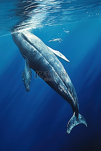 企鹅海的背景图片_北加勒比海的鲸尾