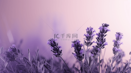 唯美紫色薰衣草背景