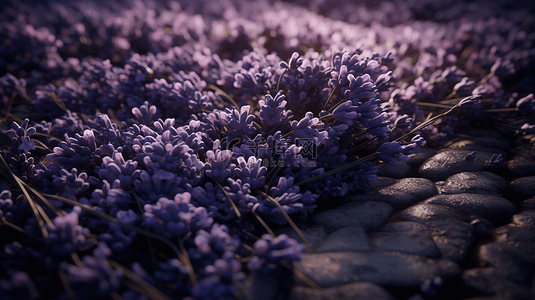 薰衣草花瓣鲜艳的花朵紫色花卉背景