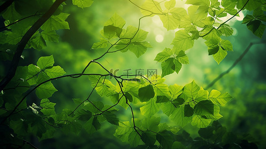 探寻美好背景图片_自然森林美好树叶