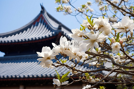 雪压屋顶背景图片_一棵亚洲建筑屋顶上盛开的白玉兰树，白叶