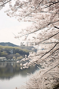 湖和树前的樱花