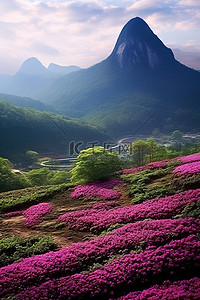 山峰花朵背景图片_两个开花的山峰，左上角有紫色的花朵