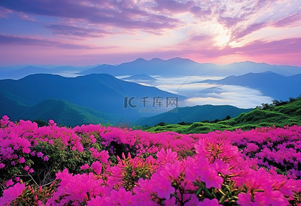 有花有海背景图片_山附近有山丘和云彩的粉红色花朵