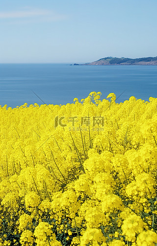 海边田野上的油菜花