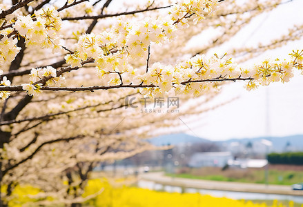 樱花摄影背景图片_济州岛樱花摄影