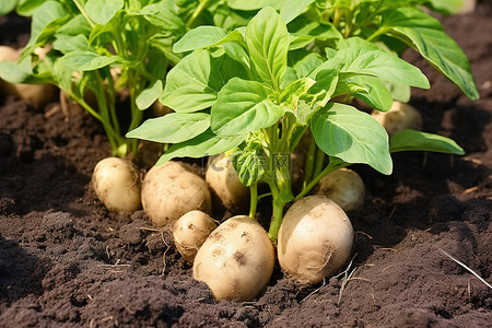 土豆植物背景图片_花园里绿叶马铃薯植物的图像