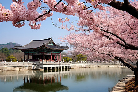 福背景图片_韩国首尔水边美丽的粉红色开花树木和令人印象深刻的亭子