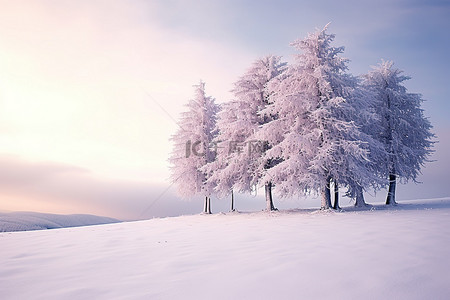 云树木背景图片_雪地上覆盖着雪的树木